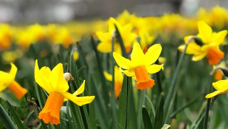 St. Davids Day Daffodils